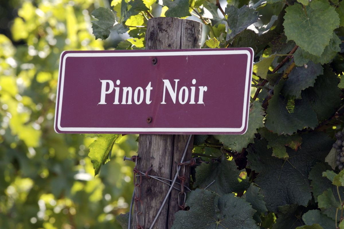 Pinot Noir: conheça uma das uvas mais antigas do mundo