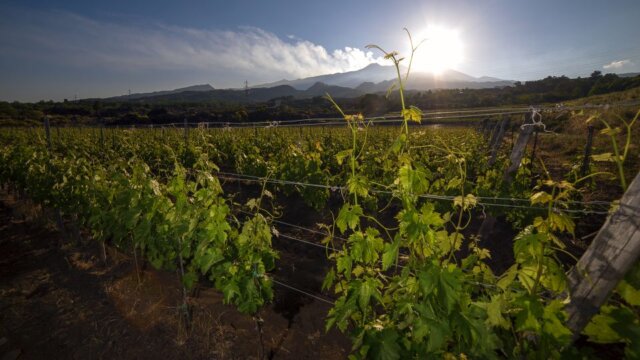 Sicília: a tradição vinícola da principal ilha da Itália